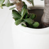 Grand pot - Solsken